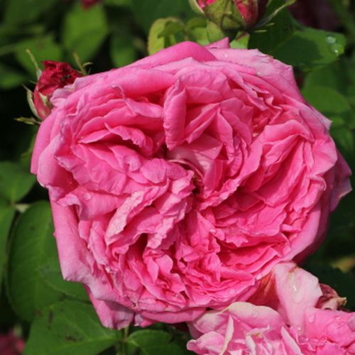 Gärtnerei - Rosa Aurelia Liffa - rosa - alte rosen - diskret duftend - Rudolf Geschwind - Unter den einmal blühenden Kletterrosen ist diese Sorte langsamer wachsend, also gut geeignet zum Beranken von Säulen und Gartenlauben.